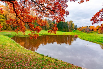 Autumn foliage in Pavlovsky park, Pavlovsk, St. Petersburg, Russia