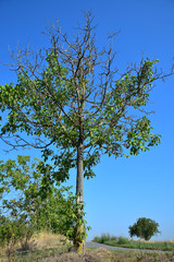 A walnut tree suffering from dryness.