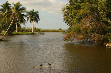 water road in the mangrove forests of Zapata National Park. Zapata mangrove swamp in Cuba