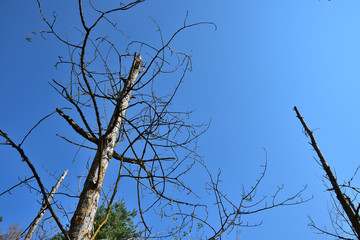 Dead trees.