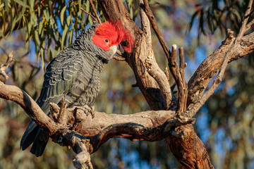 Gang-gang Cockatoo male in a tree © Jon Steinbeck