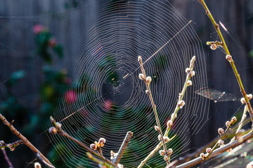 Spider web catching the morning sun on a spring morning