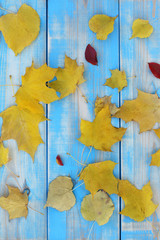 Obraz premium many fallen leaves on a blue table top view. autumn abstract background