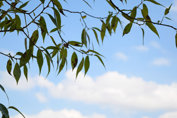View through branches and foliage to the sky with clouds.