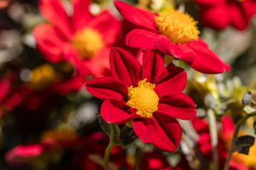 Dahlia flower called Dahlia Topmix Red, grown in a garden