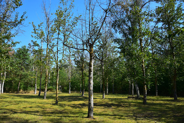Trees suffering from dryness.