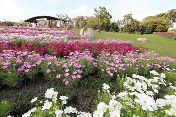 馬見丘陵公園のコスモス畑