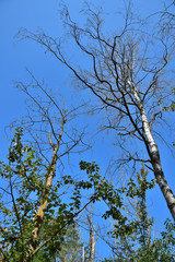 Trees suffering from dryness.