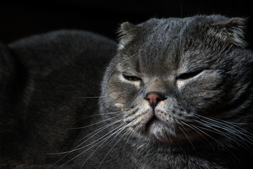 cat, animal, pet, kitten, feline, cute, sleeping, fur, domestic, mammal, sleep, kitty, tabby, lying, pets, animals, young, eyes, grey, white, brown, nature, relax, gray, baby