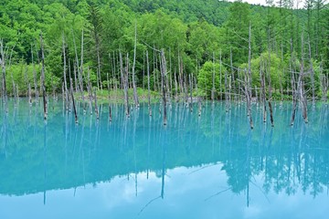 薄曇りの情景映す白金青い池の絶景＠美瑛、北海道