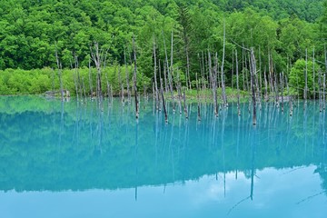 薄曇りの情景映す白金青い池の絶景＠美瑛、北海道