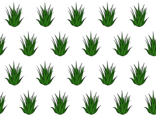 Seamless pattern with tropical, succulent plants, aloe vera. Floral isolated vector illustration on a white background.