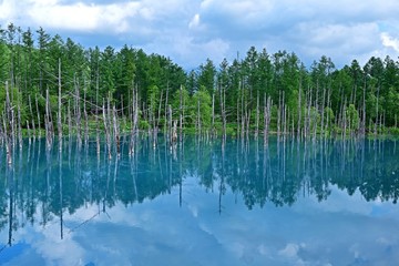 青空映す白金青い池の絶景＠美瑛、北海道