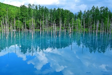 青空映す白金青い池の絶景＠美瑛、北海道
