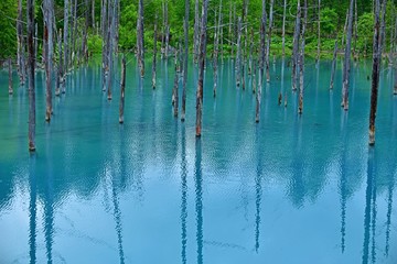 薄曇りの情景映す白金青い池の絶景＠美瑛、北海道