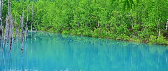 薄曇りの情景映す白金青い池の絶景＠美瑛、北海道