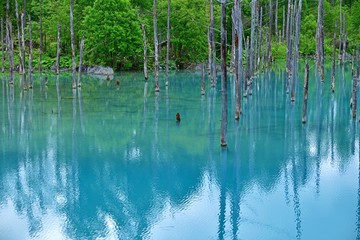 薄曇りの情景映す白金青い池の絶景＠美瑛、北海道