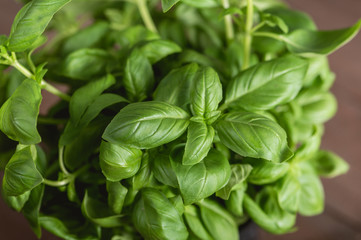 Green fresh basil on wooden background