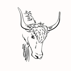Vector sketch of yak head with big horns, Hand drawn linear illustration