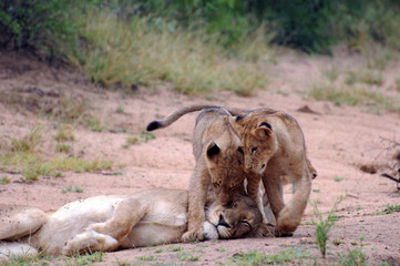 The Lion's Mother and Children, South Africa
