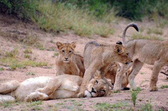 The Lion's Mother and Children, South Africa