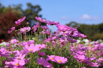 馬見丘陵公園のコスモス畑