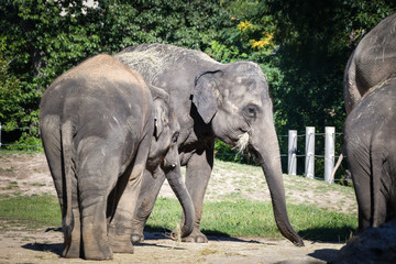 The Asian elephant is the second largest land animal after the African elephant.