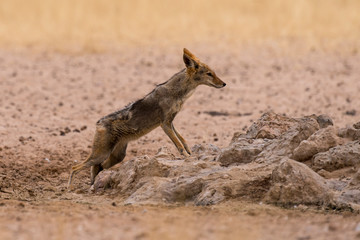 Chacal à chabraque, Canis mesomelas, Afrique