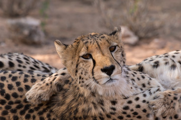 Naklejka na ściany i meble Guépard, cheetah, Acinonyx jubatus, Parc national du Kalahari, Afrique du Sud