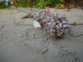 pine cone on sand