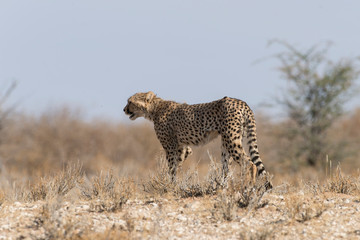 Guépard, cheetah, Acinonyx jubatus, Parc national du Kalahari, Afrique du Sud
