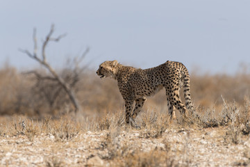 Guépard, cheetah, Acinonyx jubatus, Parc national du Kalahari, Afrique du Sud