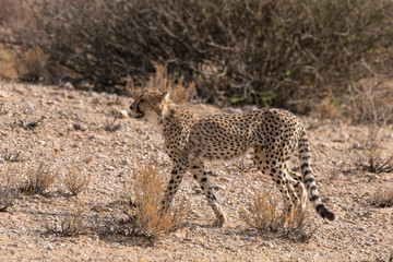 Guépard, cheetah, Acinonyx jubatus, Parc national du Kalahari, Afrique du Sud