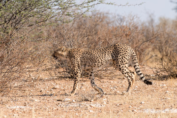 Guépard, cheetah, Acinonyx jubatus, Parc national du Kalahari, Afrique du Sud