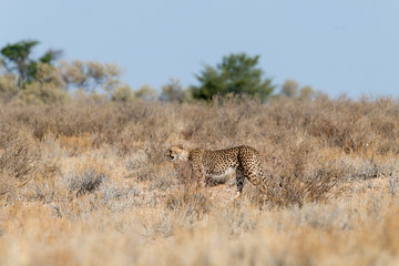 Guépard, cheetah, Acinonyx jubatus, Parc national du Kalahari, Afrique du Sud
