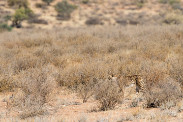 Guépard, cheetah, mimétisme, Acinonyx jubatus, Parc national du Kalahari, Afrique du Sud