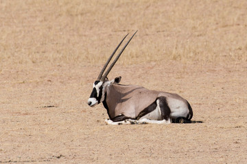 oryx gazelle, gemsbok, Oryx gazella, Parc national Kalahari, Afrique du Sud