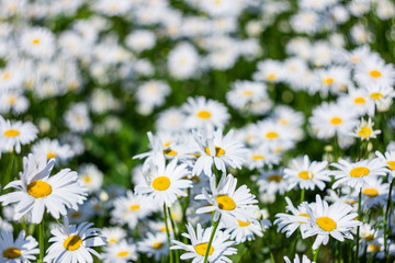 Chamomile flower field. Camomile in the nature. Field of camomiles at sunny day at nature. Camomile daisy flowers in spring day. Chamomile flowers field wide background in sun light