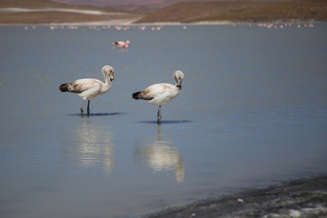 Pink flamingos on the Bolivian highlands
