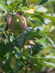 An Apple before harvest, hanging on its tree. 1