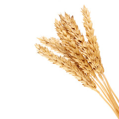 wheat isolated on white close up. Ears of wheat. Isolated bunch of golden wheat ear after the harvest.