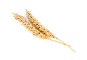 wheat isolated on white close up. Ears of wheat. Isolated bunch of golden wheat ear after the harvest.