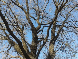 autumn, landscape .wood .tree, sky, nature