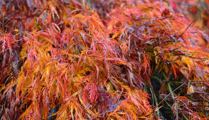 the red autumn leaves