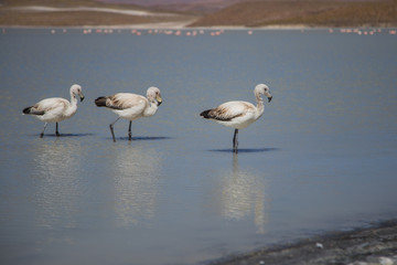 Pink flamingos on the Bolivian highlands