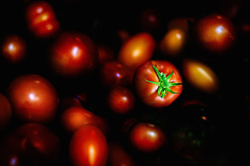 Various shiny  tomatoes on a dark background