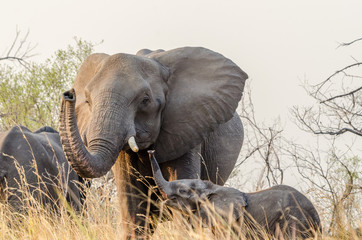 Obraz premium Elefant schaut uns an