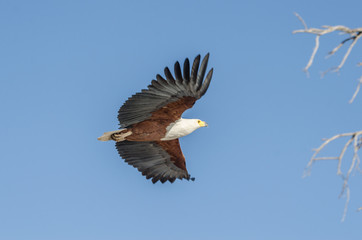 Schreiseeadler im vollen Flug