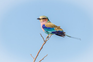 Gabelracke - Nationalvogel Namibia