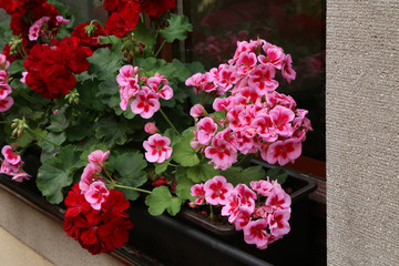 Beautiful bright geranium blooms on the windowsill
